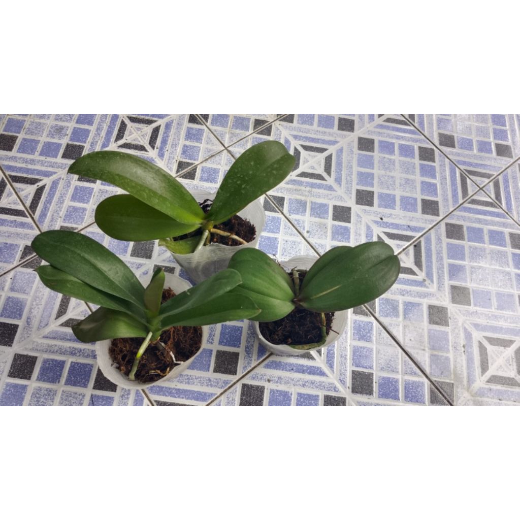 3 POT ANGBUL PRA DEWASA SIAP BUNGA