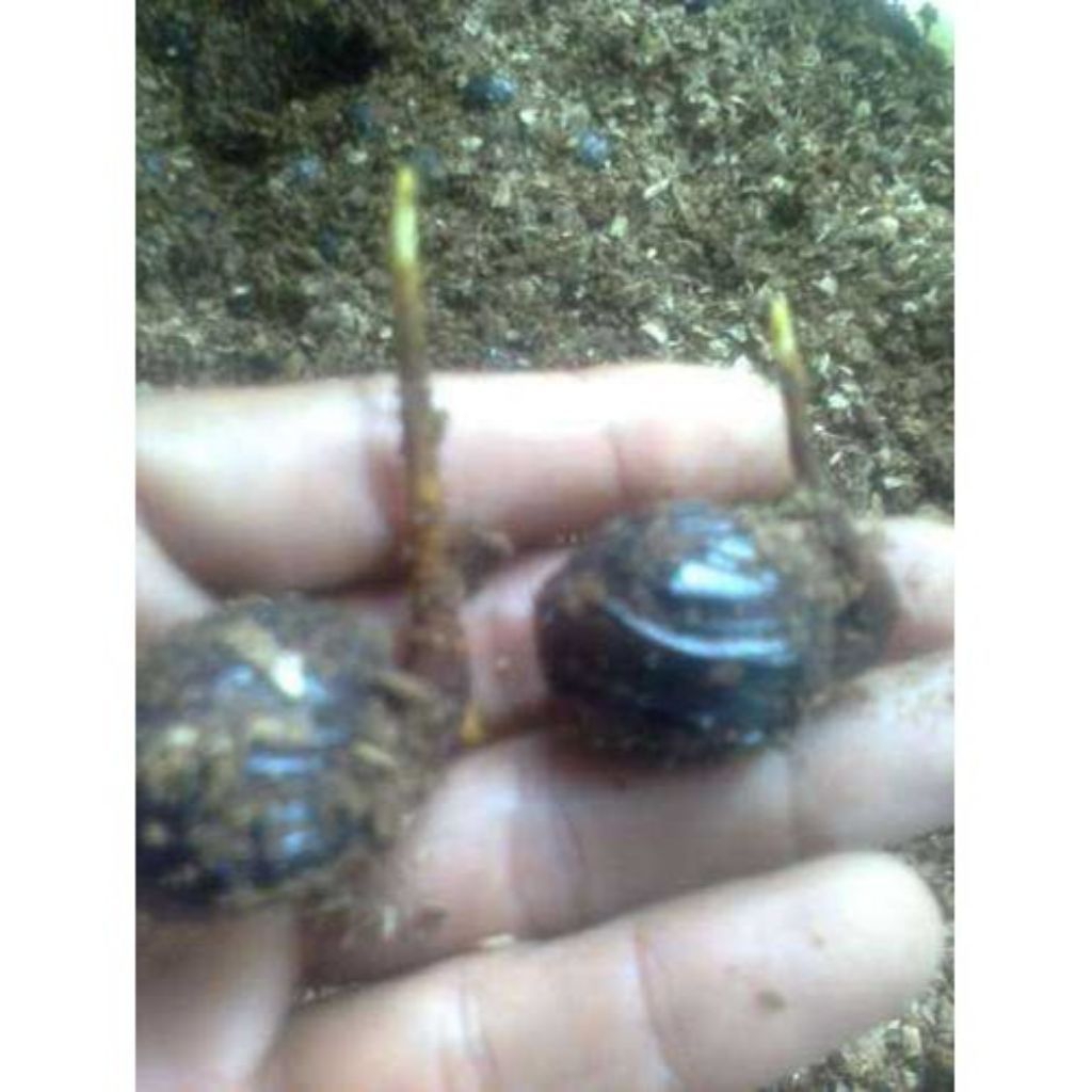 bibit unggul kecambah pala