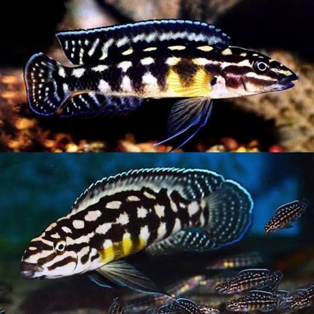 cichlid tanganyika Julidochromis Marlieri