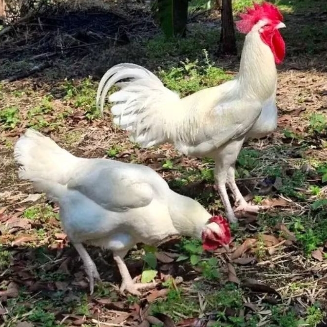

telur ayam pelung jumbo super asli suara kokok panjang