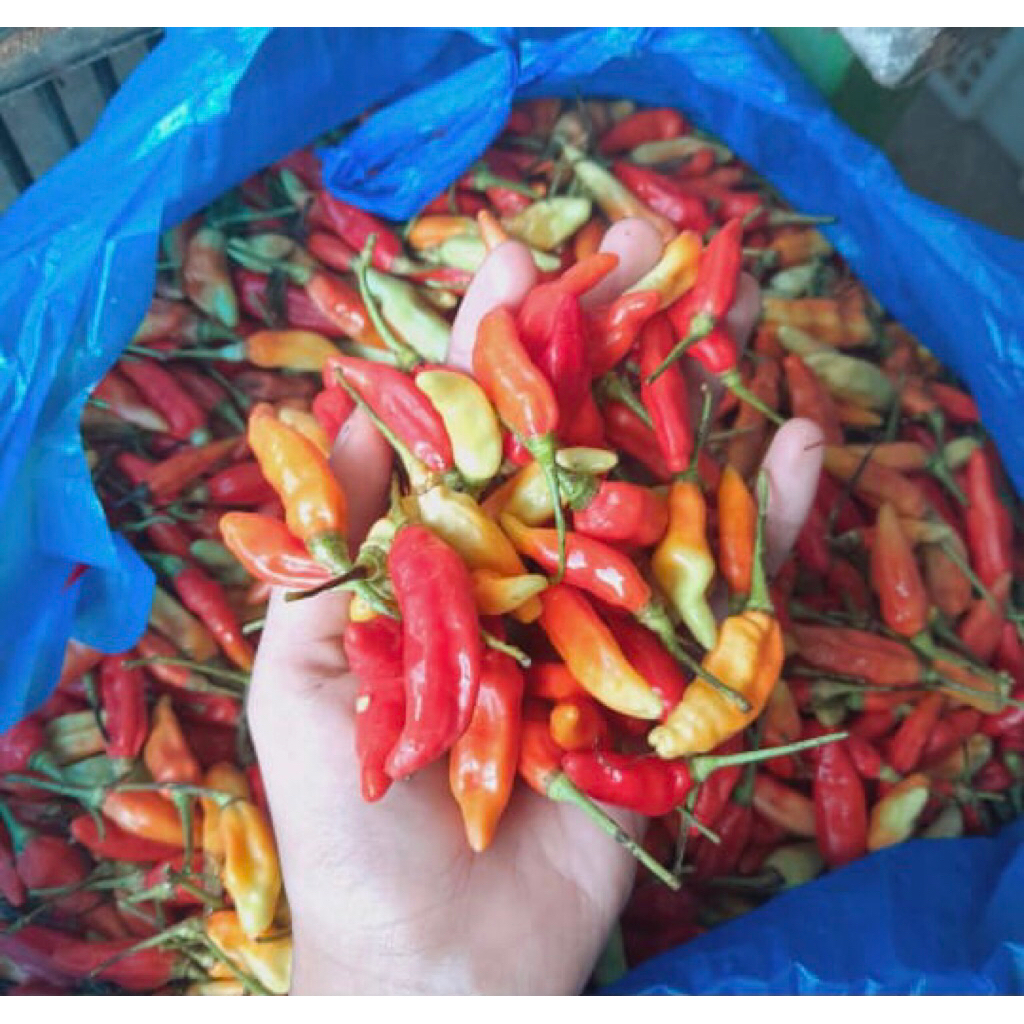 

cabai rawit 1/2 kg