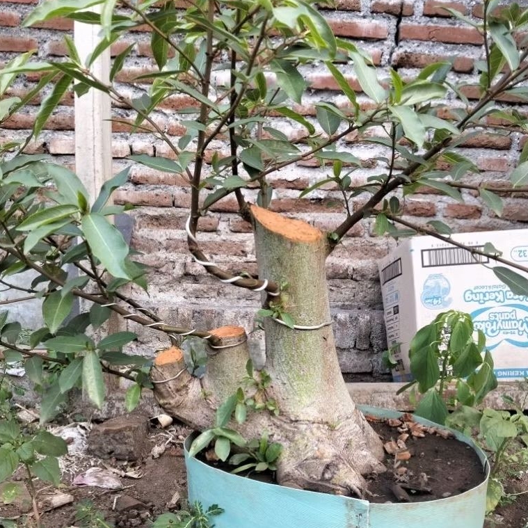 Bahan bonsai loa jumbo real pict