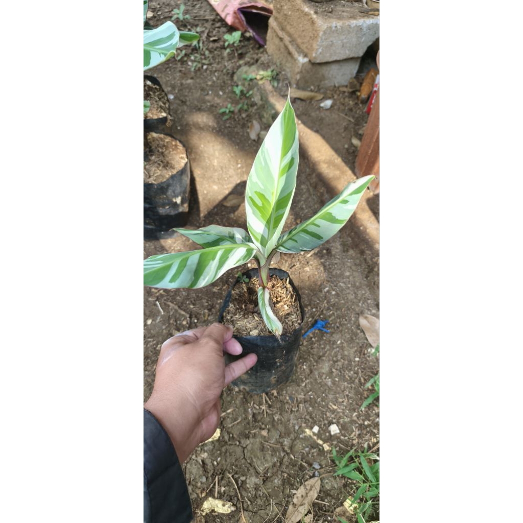 bibit pisang varigata pisang florida