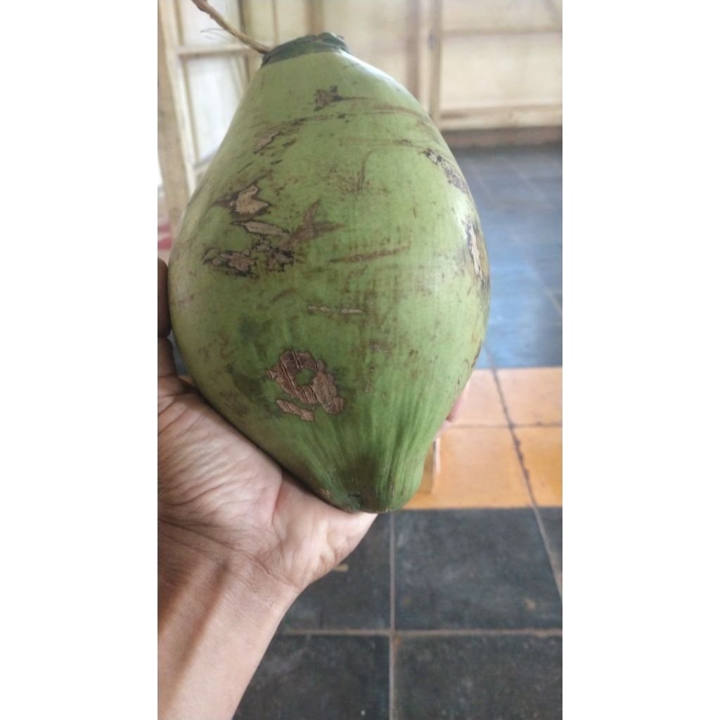 

kelapa kopyor kecil