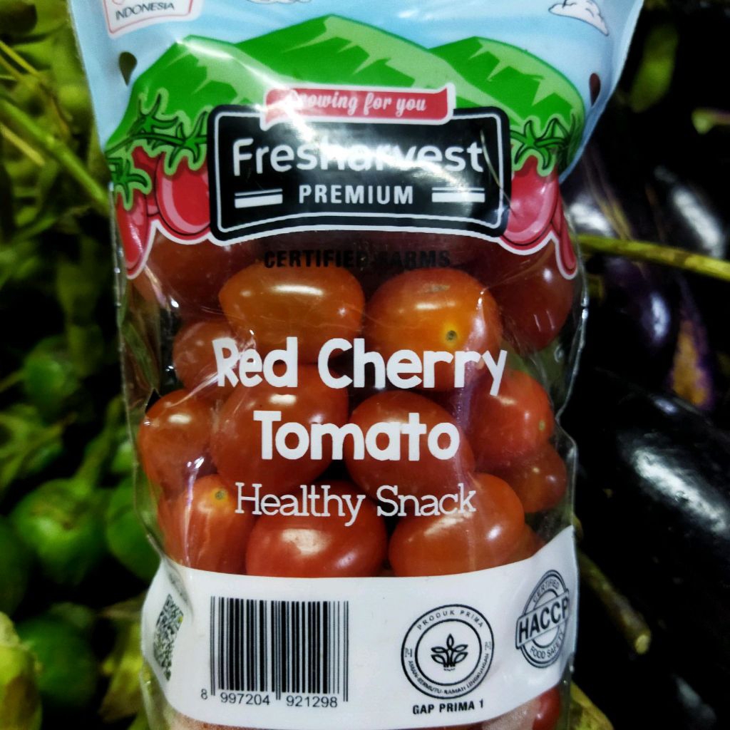 

tomat cherry fresh harvest