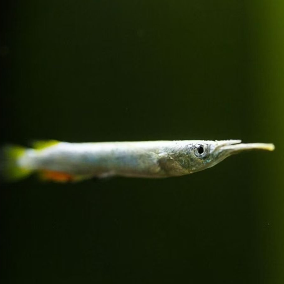 

Ikan Julung Julung - Ikan Halfbeak Fish - Ikan Westerling
