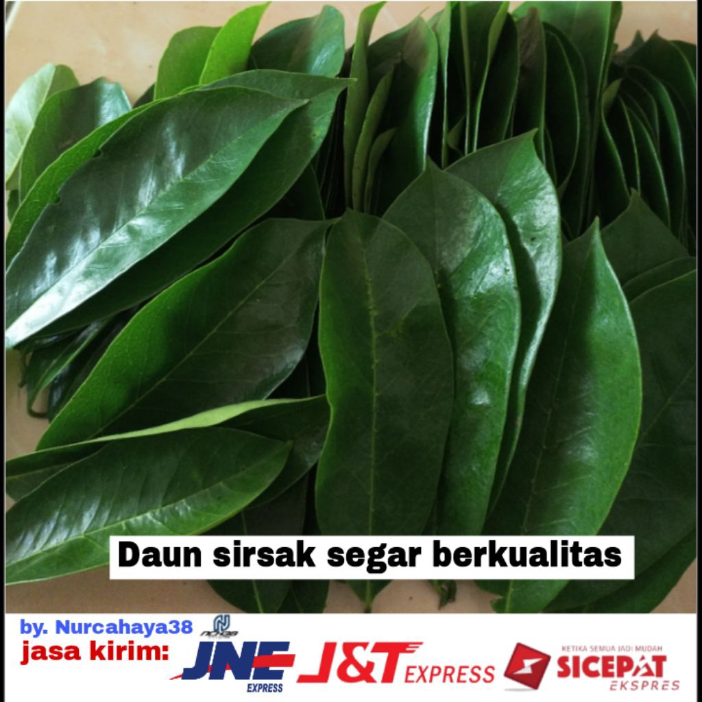 

daun sirsak | daun sirsak segar dan fresh | daun sirsak segar 100 lembar
