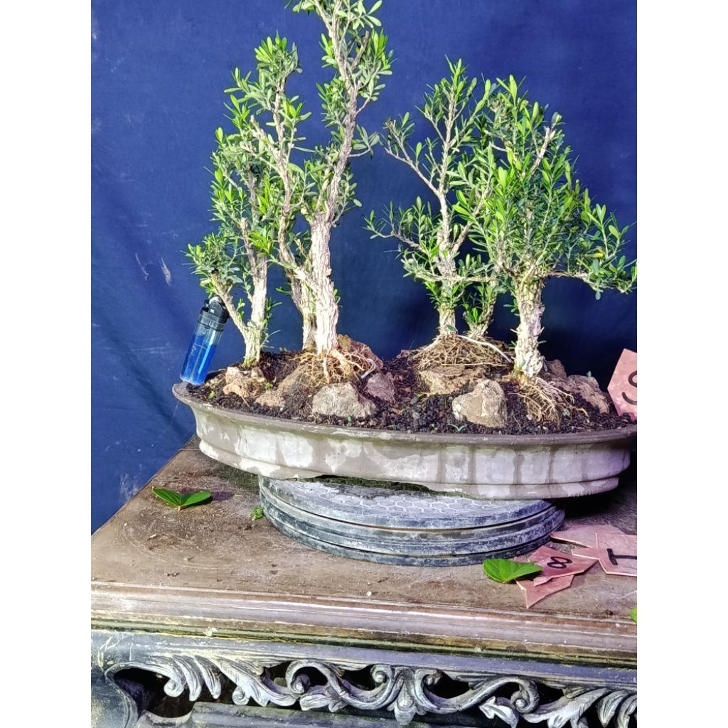 bonsai panorama boxus (grouping)