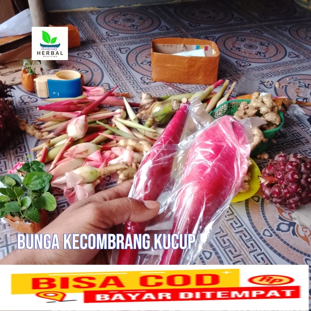 

kecombrang sayur bunga kecombrang