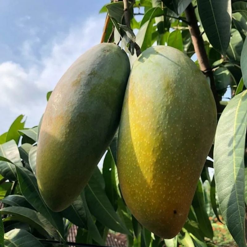 bibit mangga mahatir tinggi 1 meter