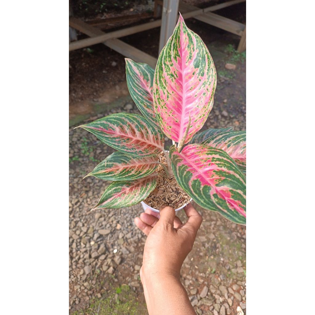 aglonema pink beauty