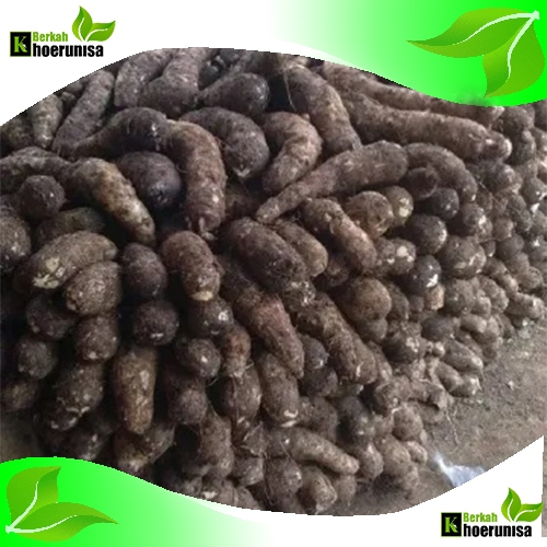 

Paket kargo Umbi Jalar Talas Kimpul 10 kg