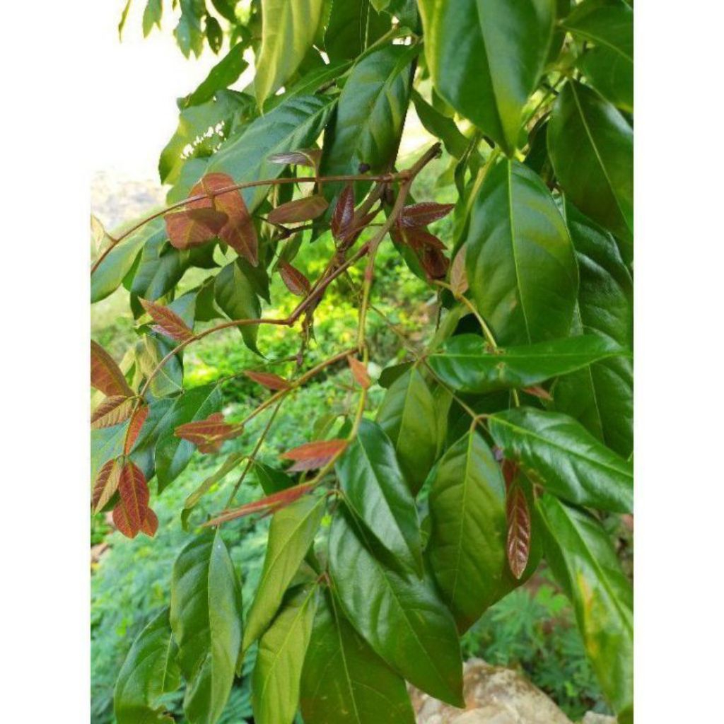 

Daun Jengkol Segar 500 Gram