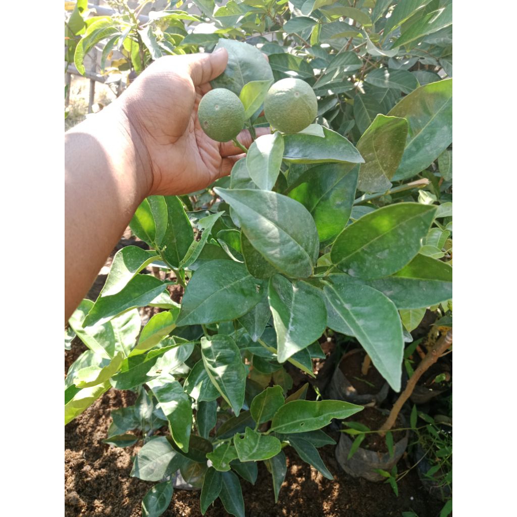 

jeruk sunkis baby java spek induk 1 meter hasil okulasi super premium
