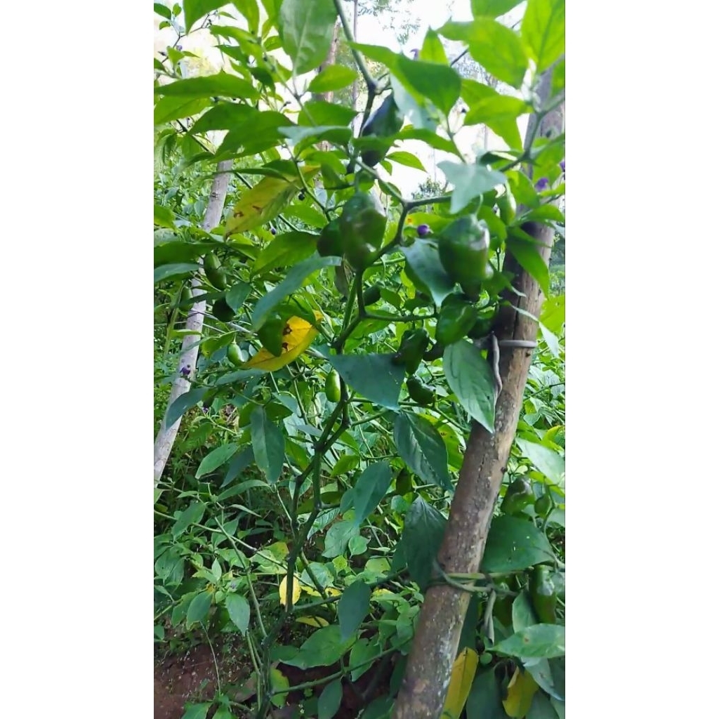 

Cabe gendot Fress segar 250 gr