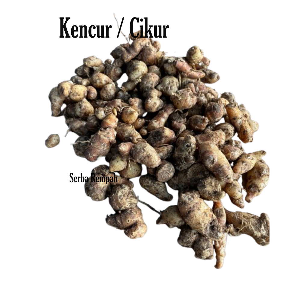 

Kencur segar buat bumbu seblak - Cikur bahan rempah bumbu masakan