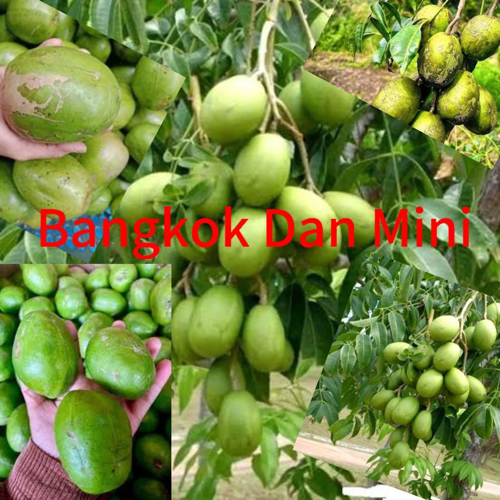 BIBIT KEDONDONG BANGKOK DAN KEDONDONG HASIL CANGKOK
