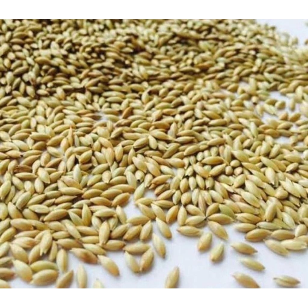 Kenari Seed  1kg