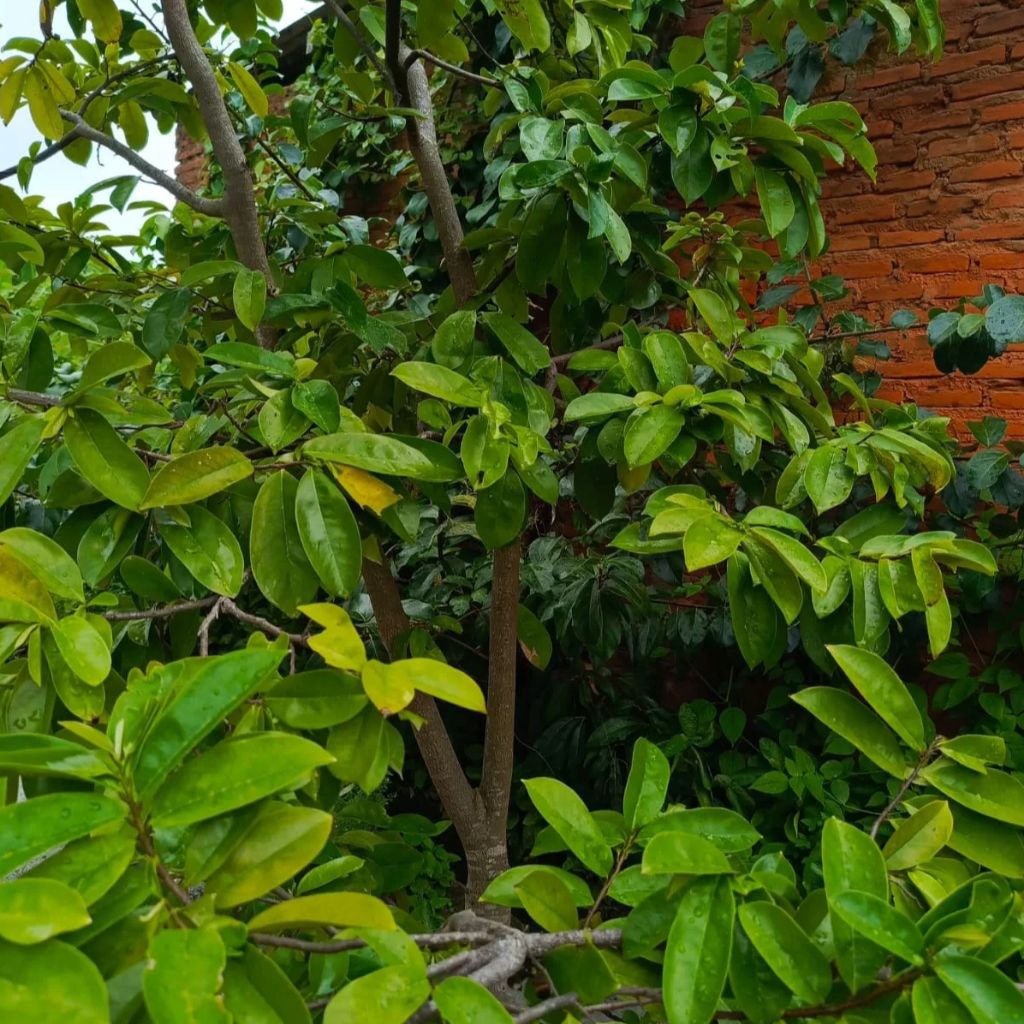 

DAUN SIRSAK 100 LEMBAR SEGAR KHUSUS UNTUK PENGOBATAN HERBAL