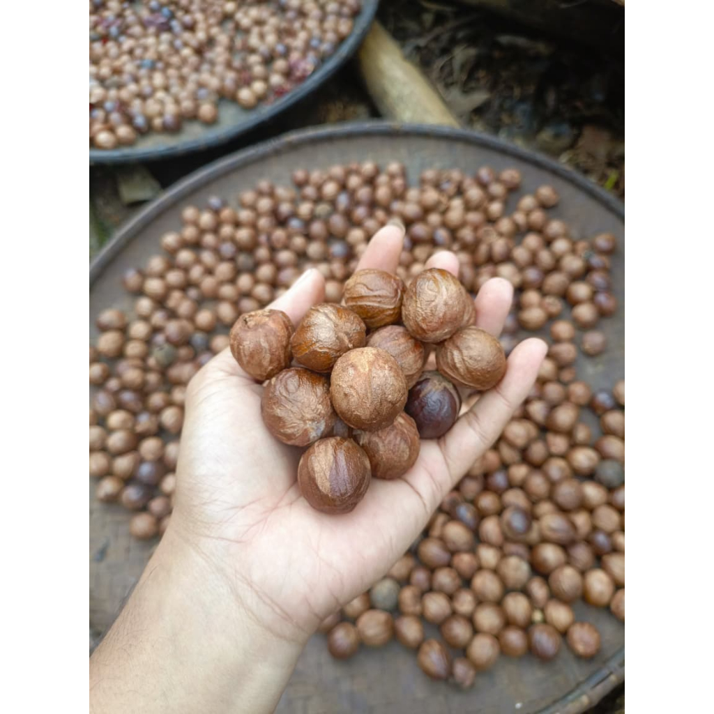 

Biji Pala Kering 500 gr / Biji Pala Murah kualitas Bagus