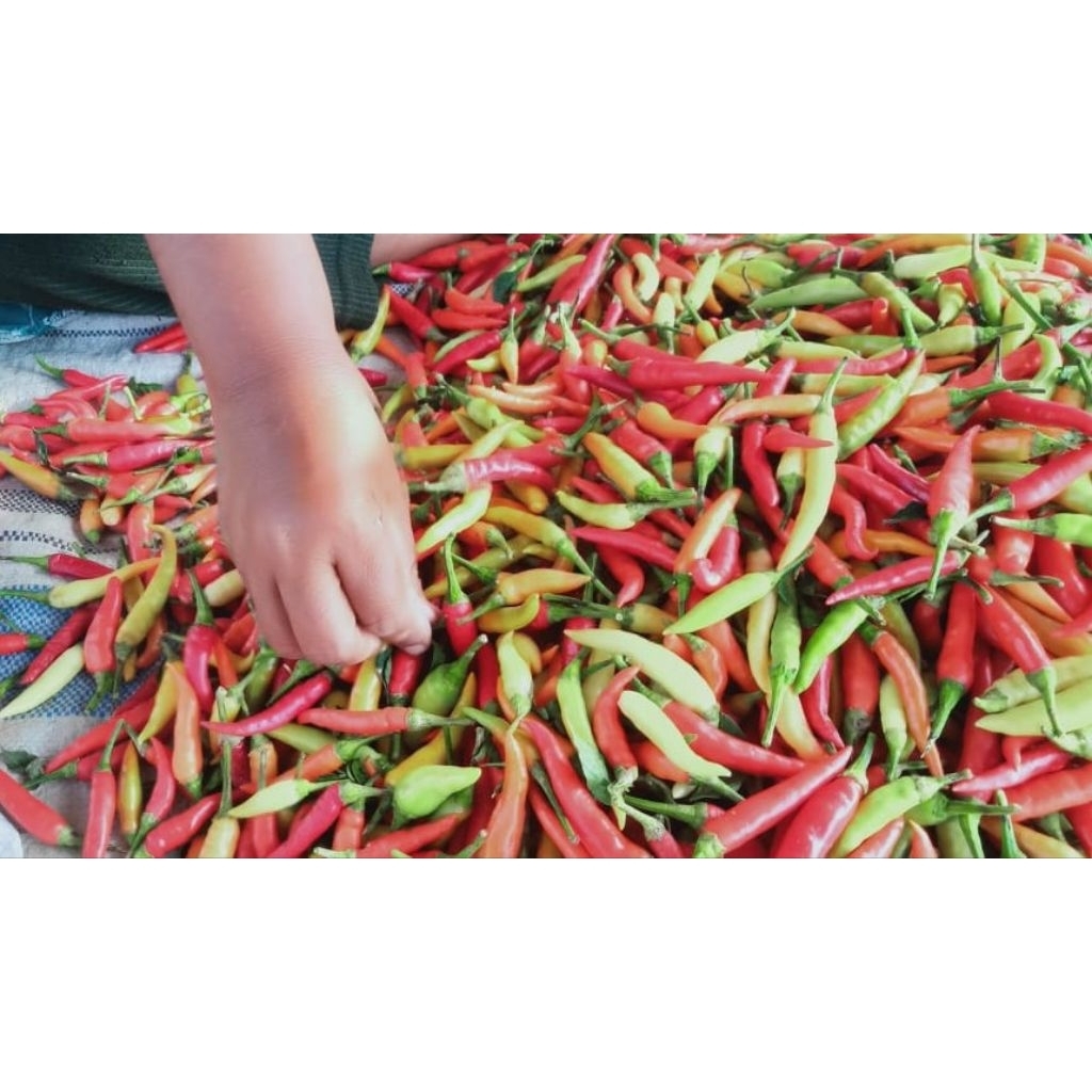 

CABE RAWIT MERAH 1KG // CABE RAWIT BASKARA ASLI BIMA PEDAS