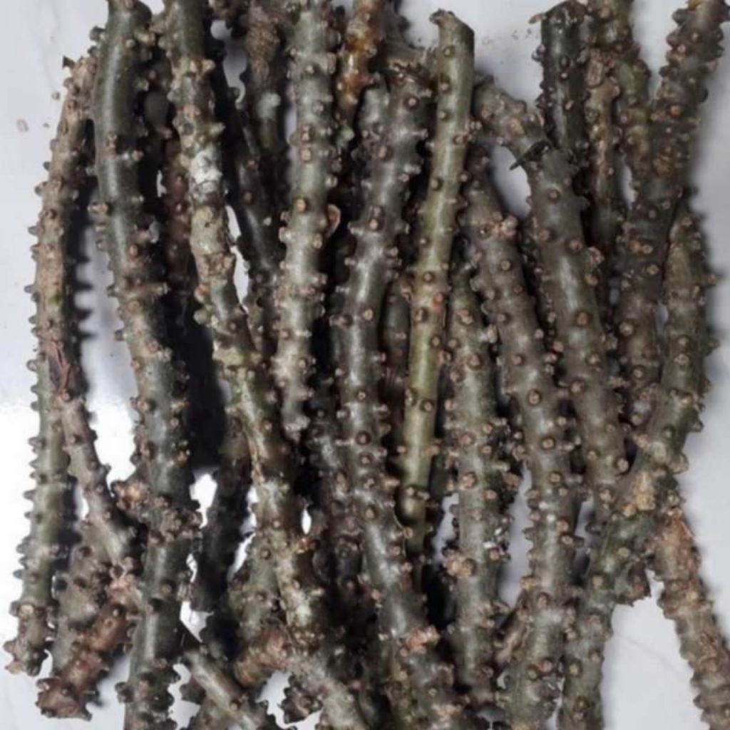 

ramuan herbal batrawali segar banyak khasiat dan manfaatnya bagi tubuh