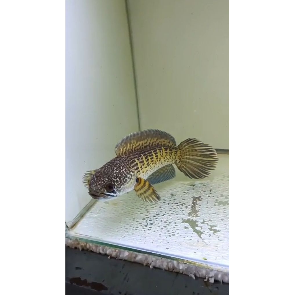 Ikan Channa Auranti WC Grade A