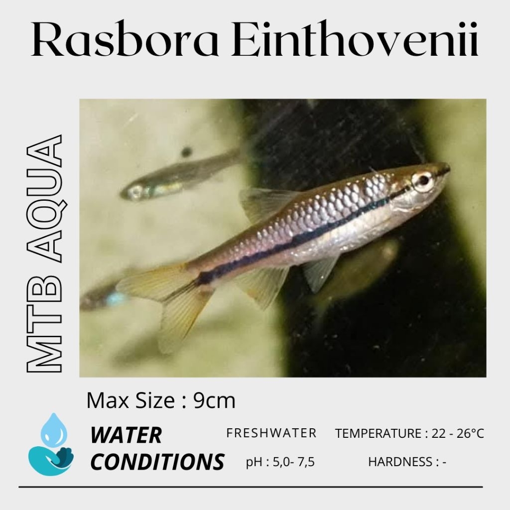 Rasbora Einthovenii / Brilliant Rasbora / Seluang Batu