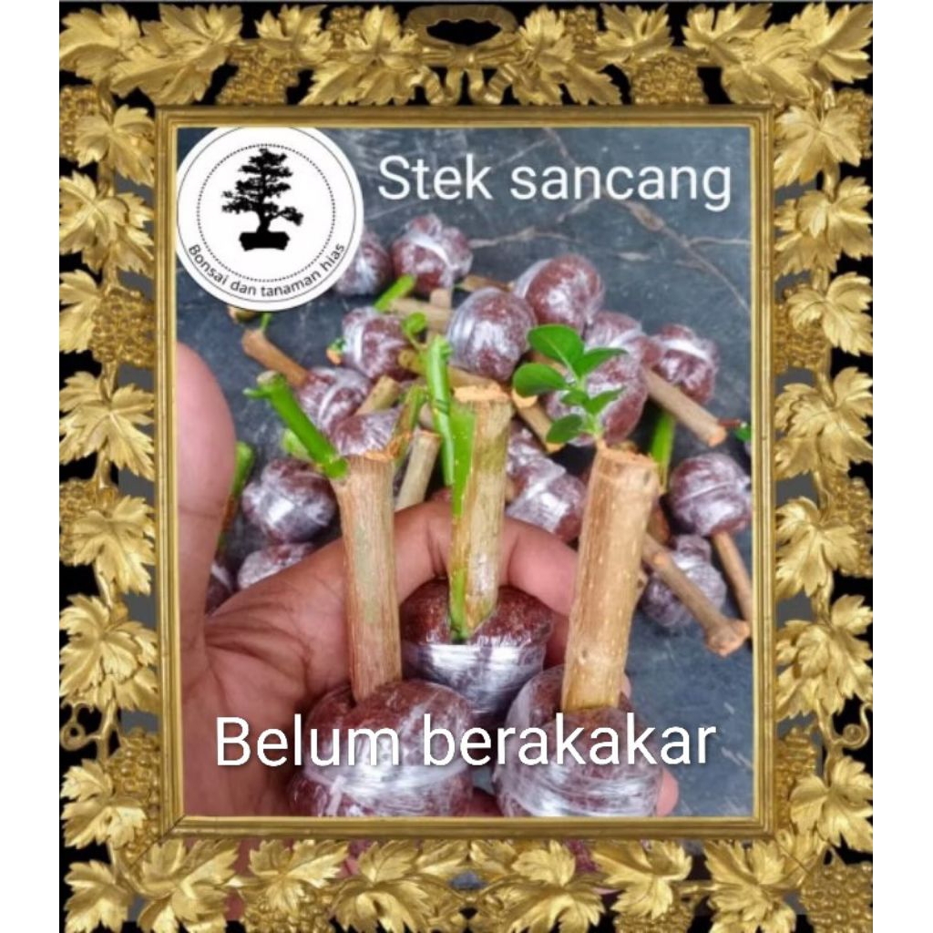 Stek sancang