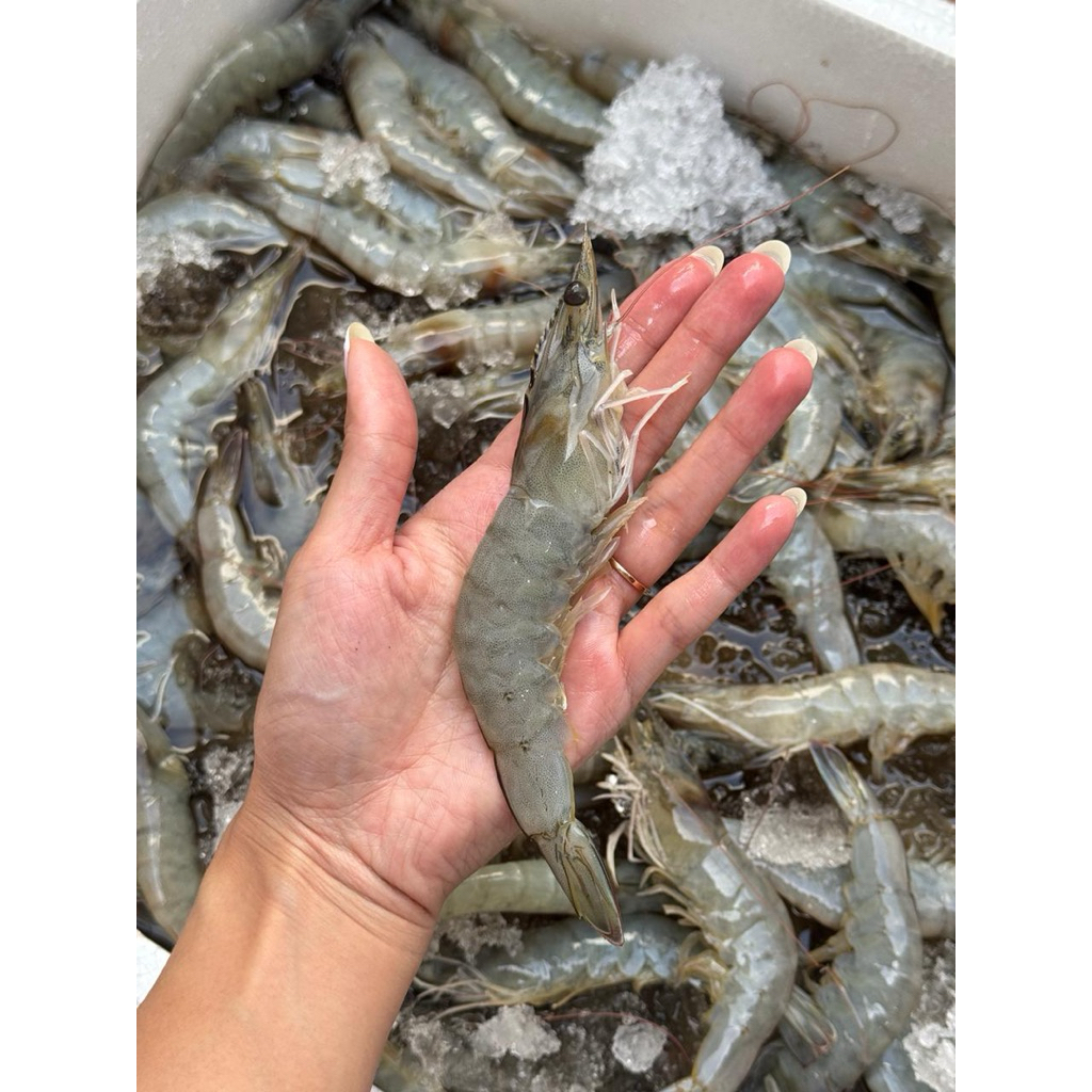 

Udang Vannamei Size 60-70 PD FROZEN FRESH