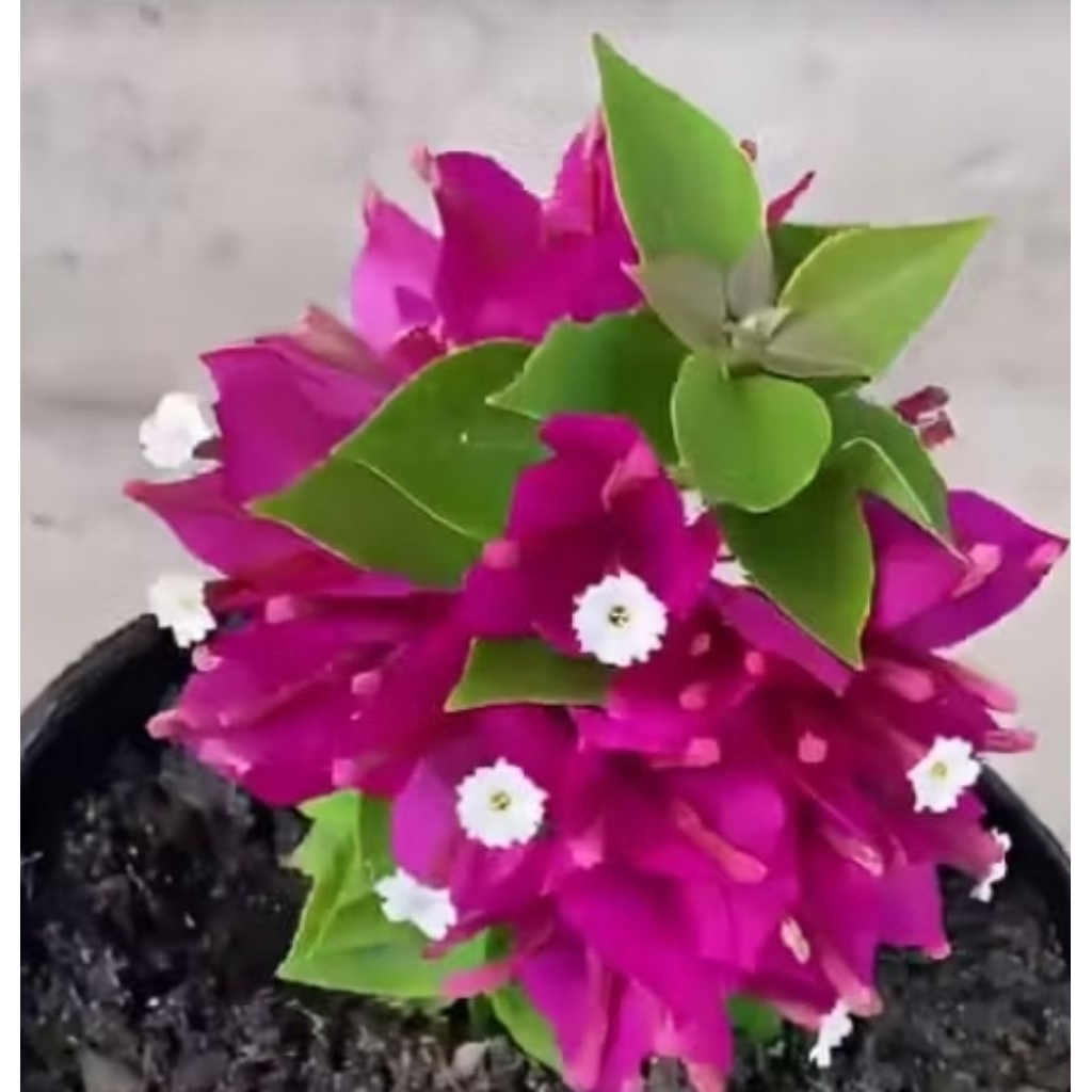 Tanaman hias Bougenville  singapore merah