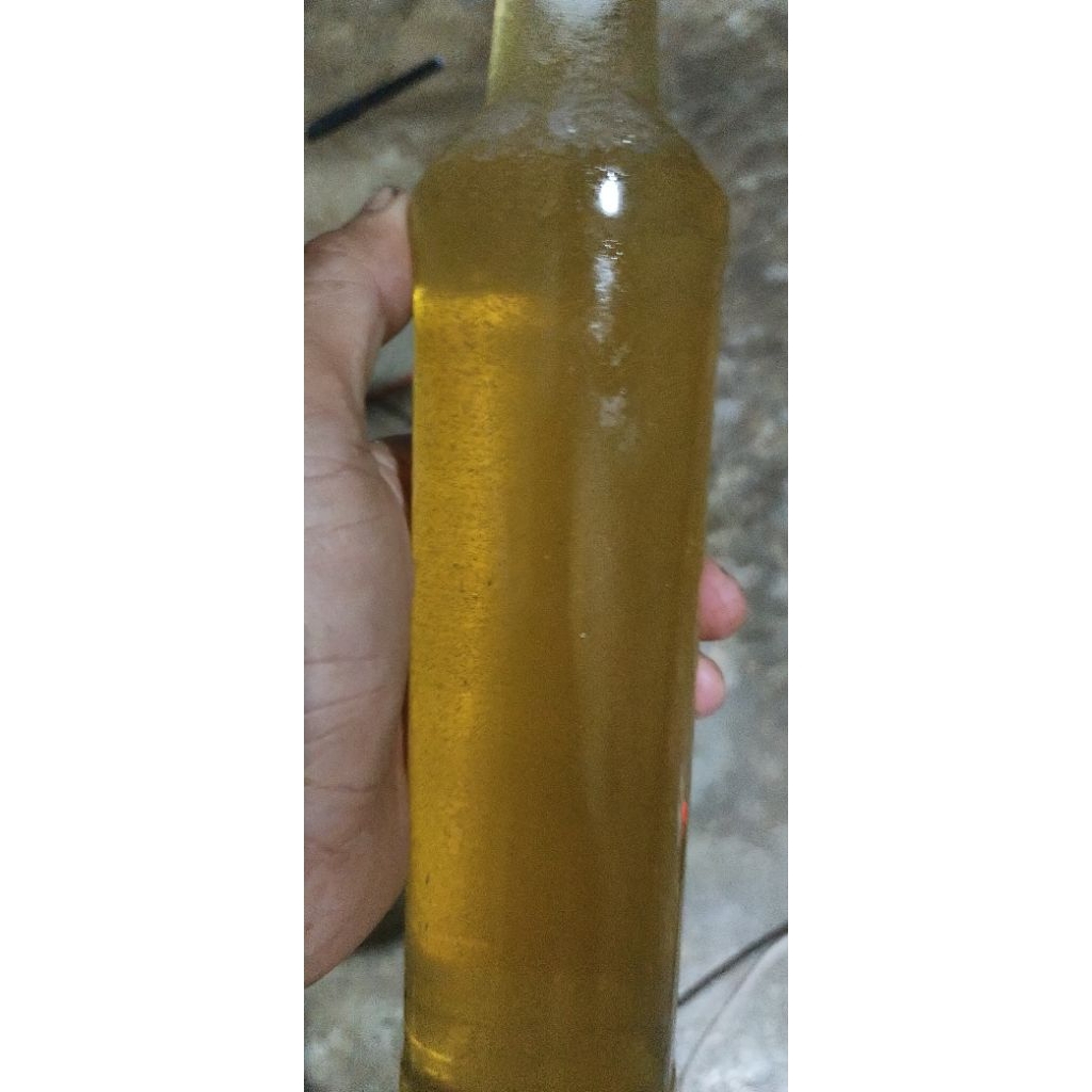 

madu lebah hutan apis dorsata