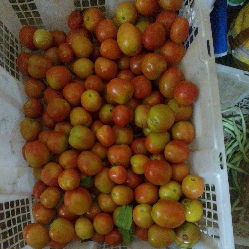 

Tomat fress 1 Kg