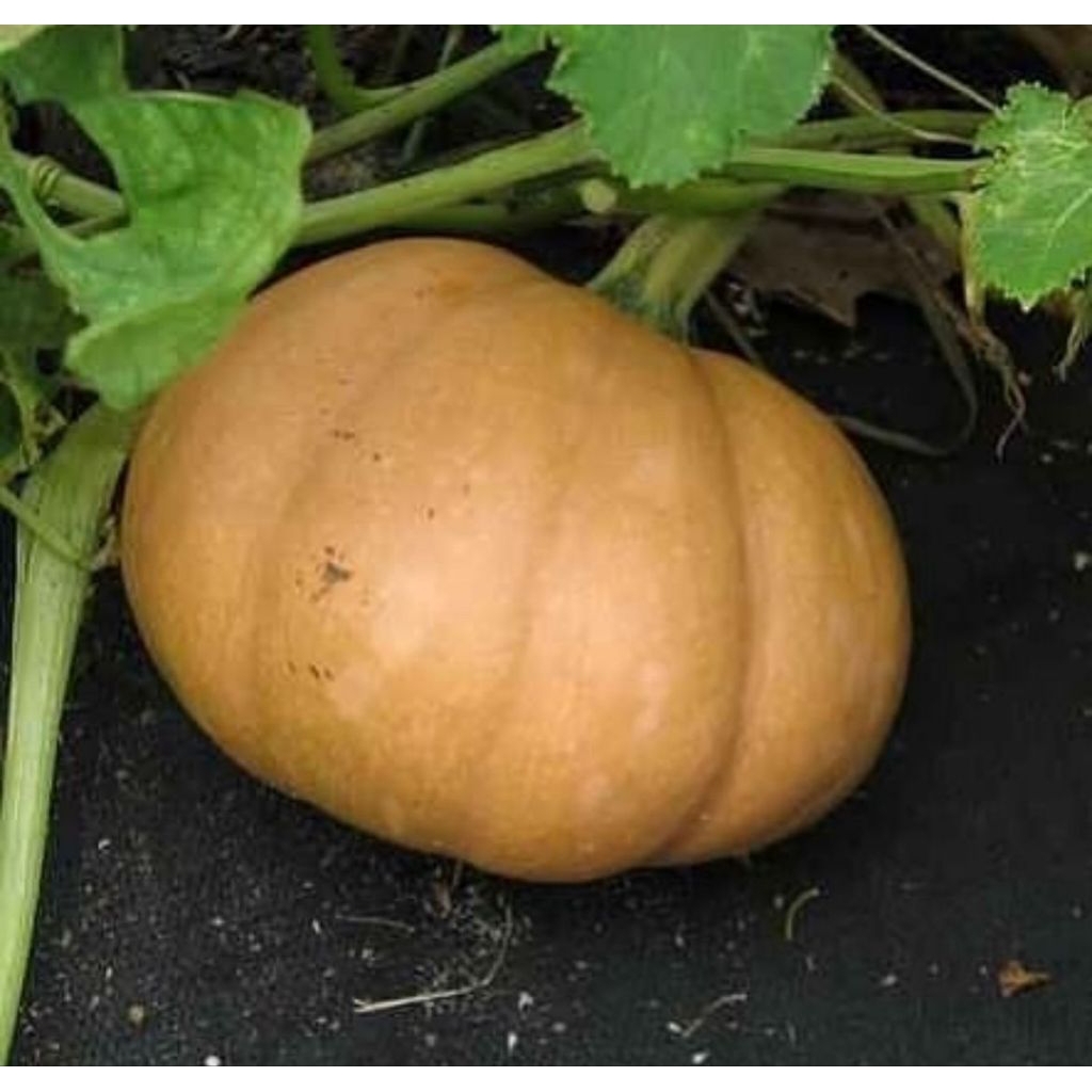 LABU KETAN/WALUH KETAN 2KG