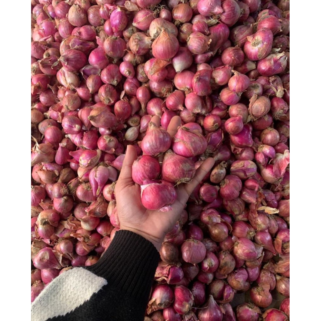 

BAWANG MERAH PROBOLINGGO SUPER KONDISI KERING
