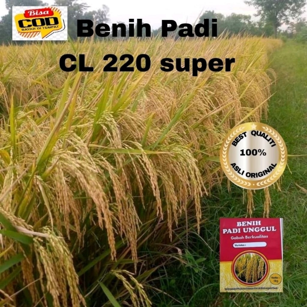 BENIH PADI CL 220 UNGGUL BERKUALITAS 5kg