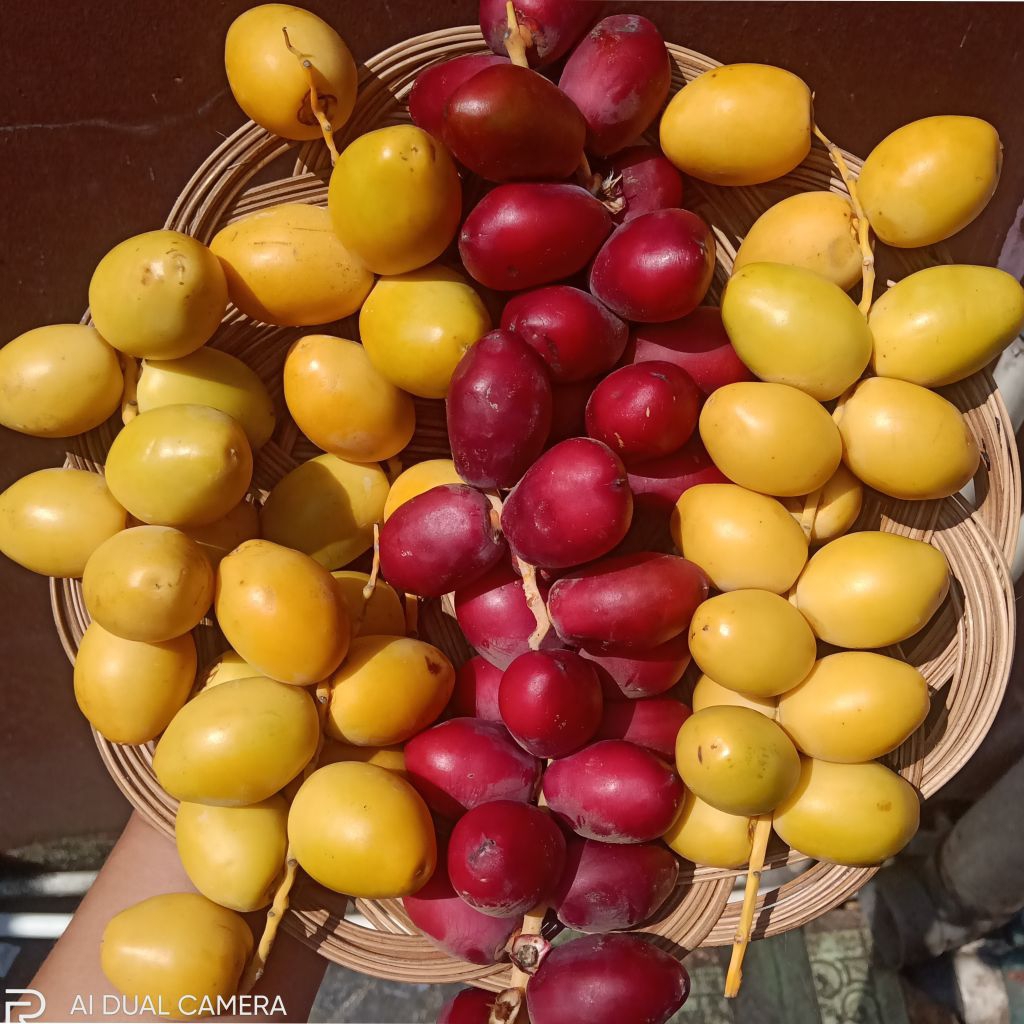 

kurma muda fresh |PROMO HOT SALE 04 SEPTEMBER| siap kirim untuk promil