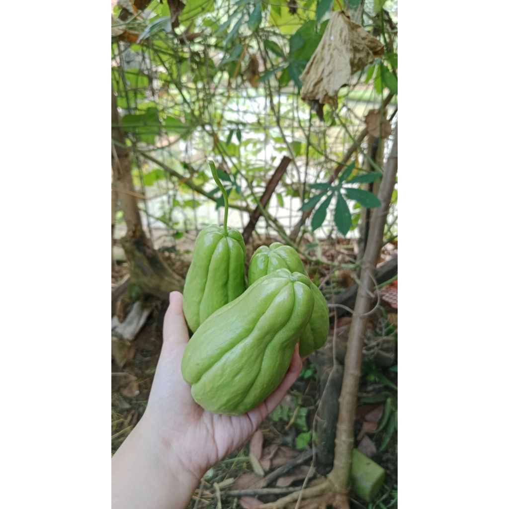 

labu Siam asli petani lokal langsung di petik dari ladang masih segar dan fres