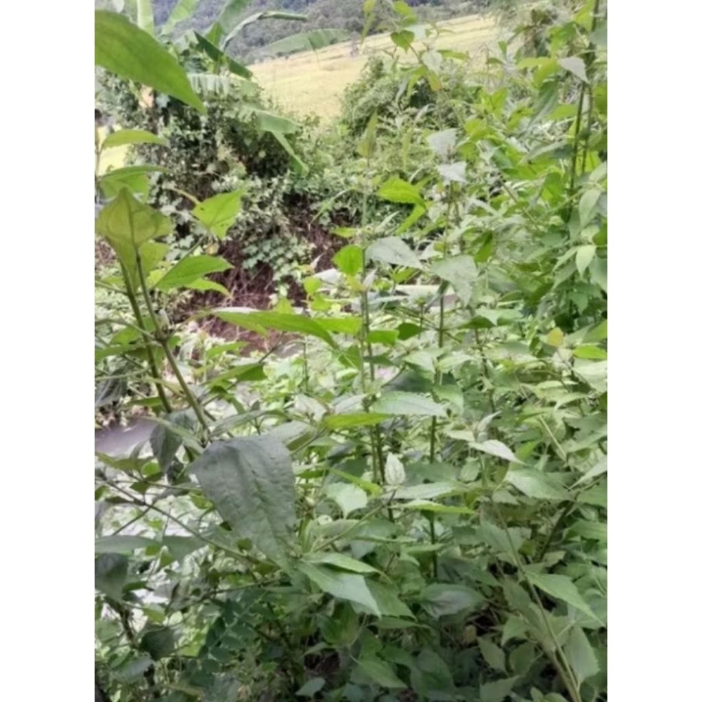 

KIRINYUH / GOYONG PAKET HEMAT DAUN SEGAR FRESH 1KG