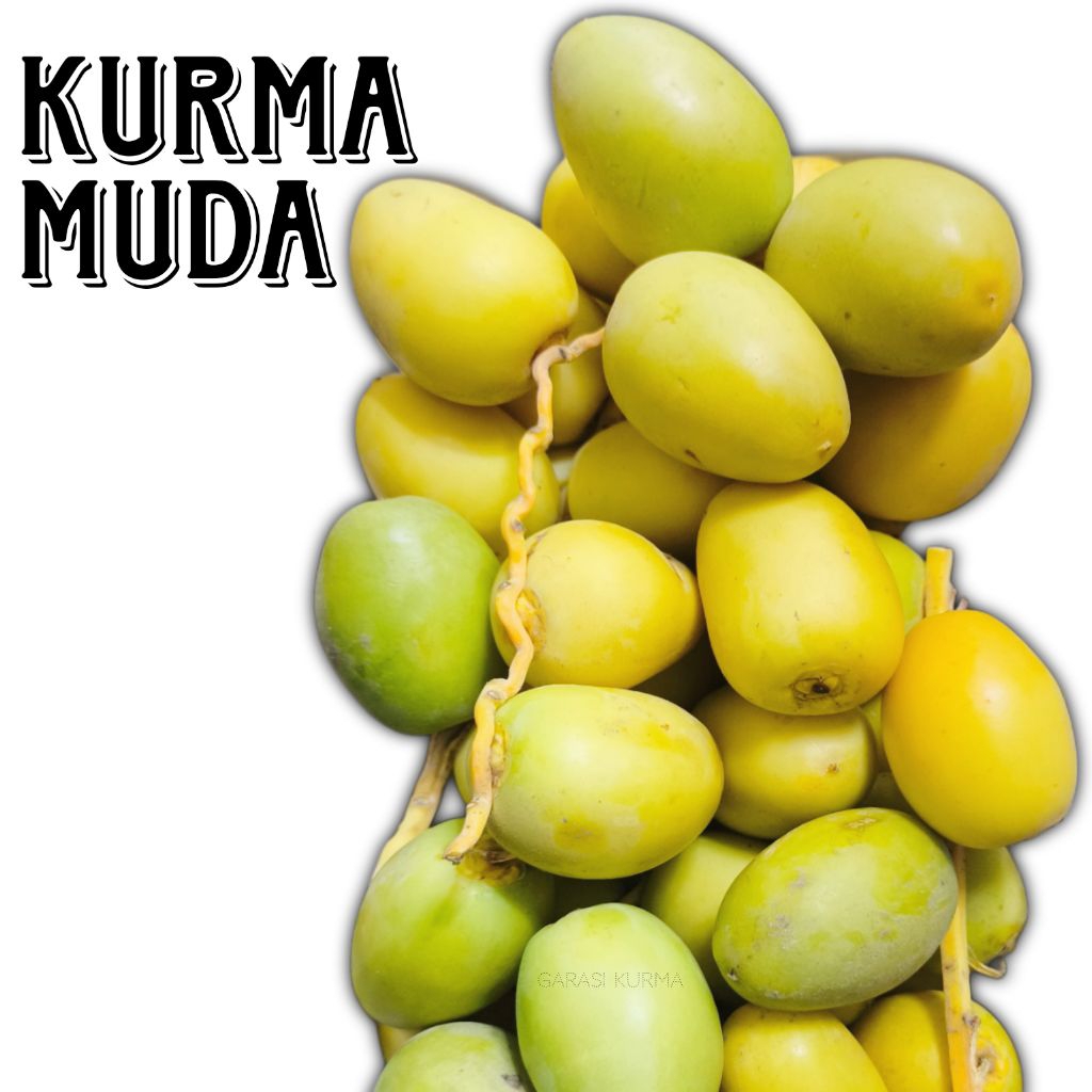 

Kurma Muda Kuning - Promil Kurma Muda Kuning Fresh KurmaMuda Segar