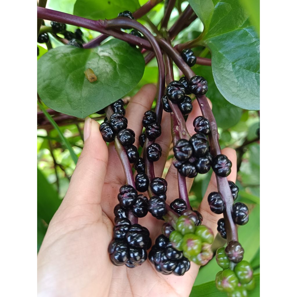 buah angkung segar organik/obat stroke