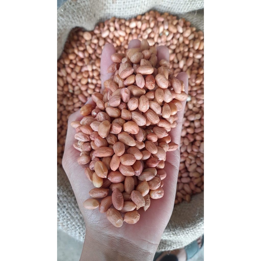 

Kacang Tanah TJ 80/90 1KG