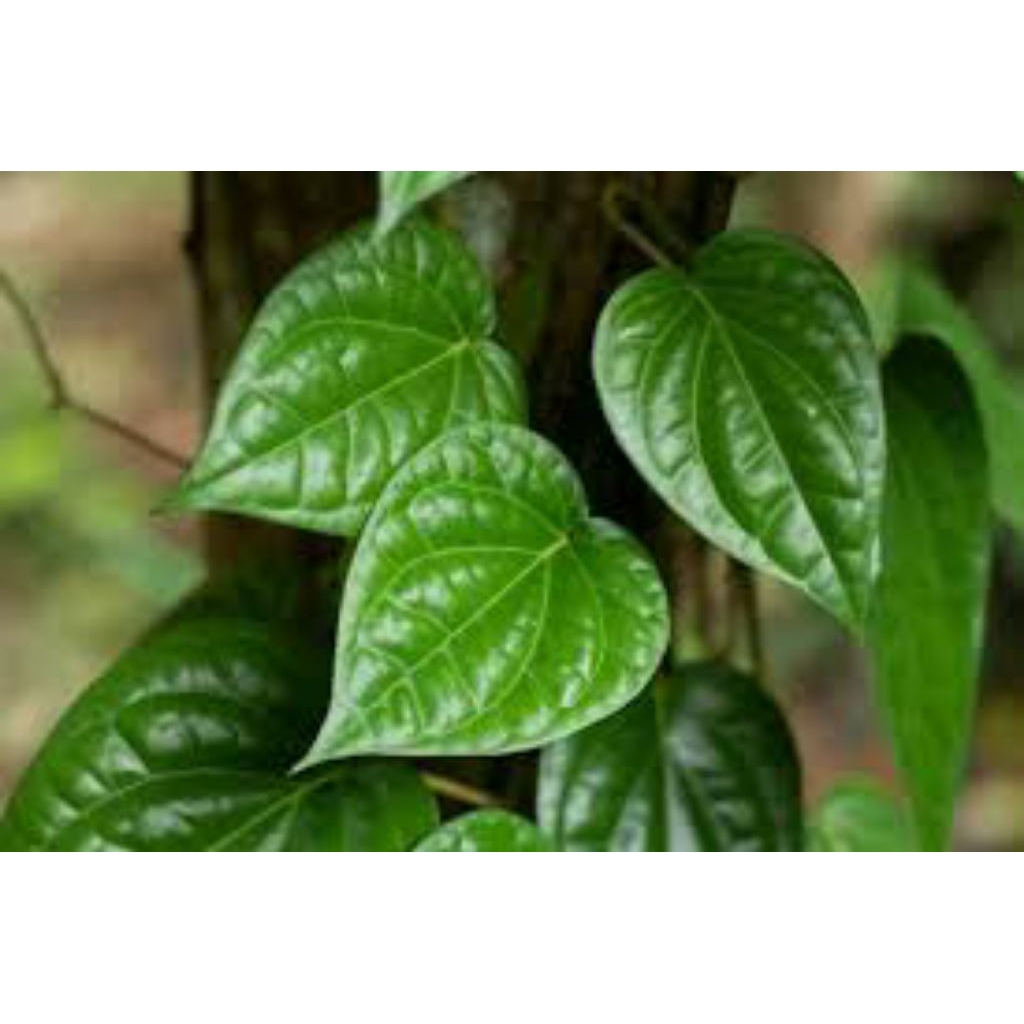 

daun sirih hijau isi 25 helai