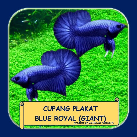 IKAN HIAS AIR TAWAR - CUPANG PLAKAT BLUE ROYAL (CUPANG GIANT) BO 5cm++