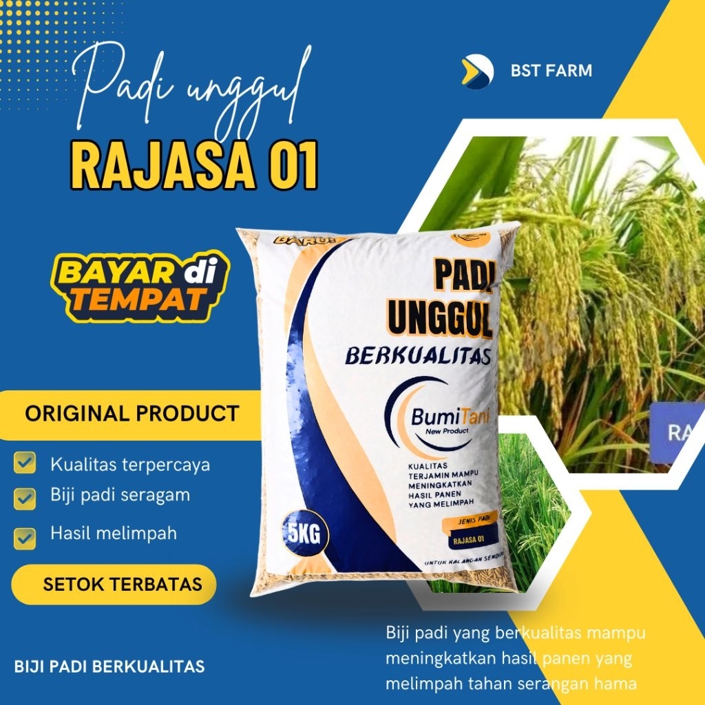 Benih Padi unggul RAJASA 01 kemasan 5 kg Padi Unggul Berkulitas