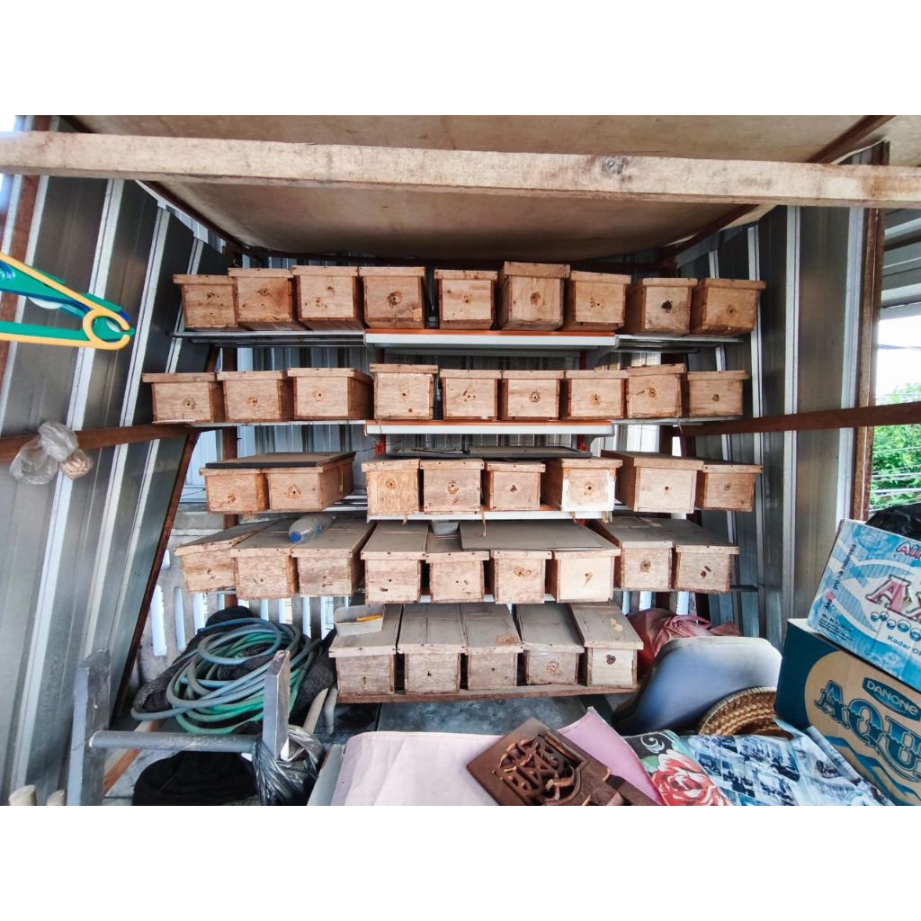 

telur klanceng +koloni+ratu jenis leviceps