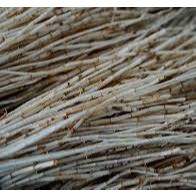 

akar alang alang segar 500gr banyak khasiatnya