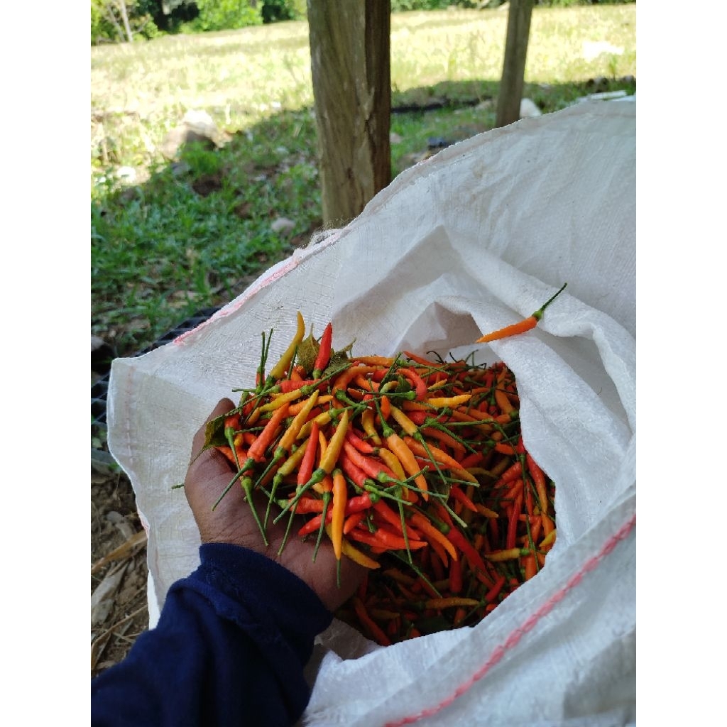 

Cabe Rawit Ekstra Pedis, Tahan Lama