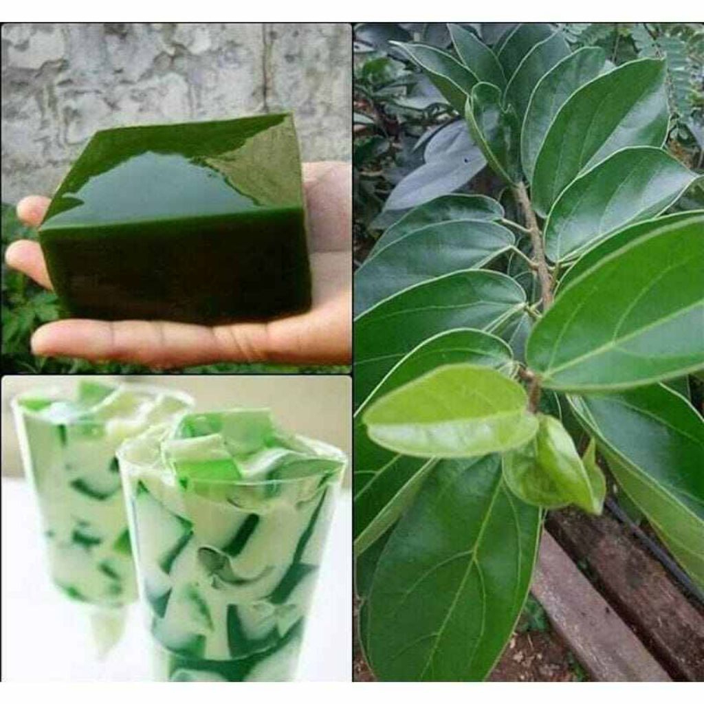 

Promo COD Daun cincau segar fresh per 50 Lembar langsung dipetik ketika pemesanan