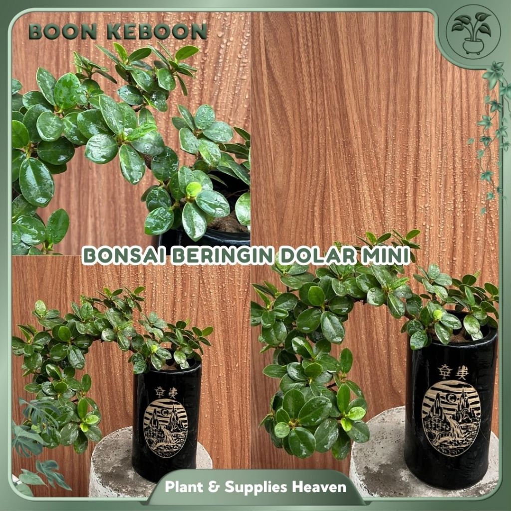 Bonsai Beringin Dolar Mini